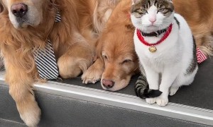 Handsome Cat Has Photoshoot With Dapper Golden Retrievers