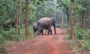 Elephant Herd Chased Away From Plantation Fields