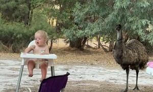 Sneaky Emu Takes Snack From Son