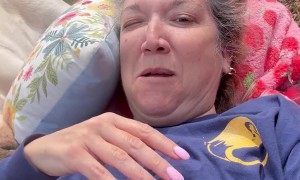 Yellow Lab Starts Pillow Fight With Owner