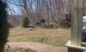 Black Bear Scared Off By Man In Bear Suit