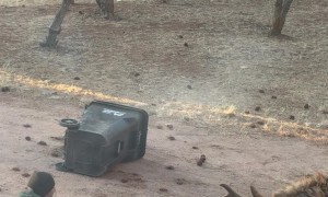Elk Tries to Attack Car