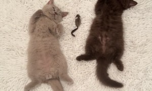 Kittens Rest After a Long Day of Mischief