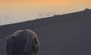 Doggo Disrupts Peaceful Sunset