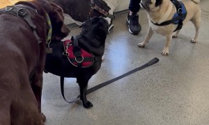 Wally's Weiner Has The Wiggles