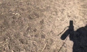 Spooked Pupper Runs Into Fence