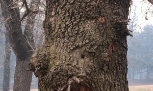 Chimney Tree Burns From Inside Out