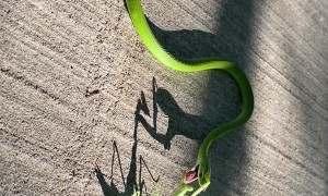 Praying Mantis Stands Its Ground Against Snake
