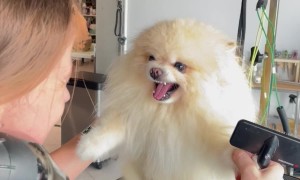 Pomeranian Angry At Groomer's Dryer