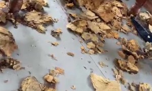 Bulldog Ruins Expensive Furniture