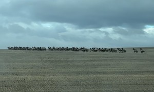Massive Elk Herd Crosses Street