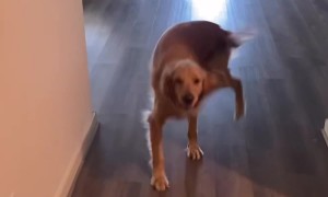Dog Spins With Joy At Dad Being Home