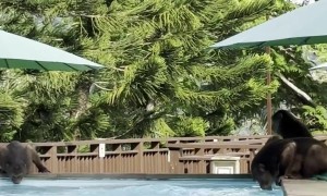 Monkey Troop Chase Tourist Out Of Pool