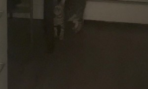 Bengal Cat Turns On Light