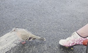 Lovestruck Pigeon Courts Cyclist's Shoe