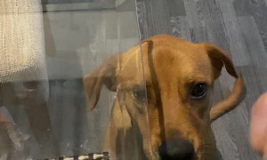 Lettuce Is The Enemy