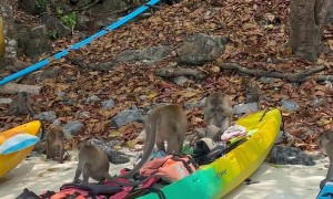 Monkeys Scare  Off Tourists and Steal Their Snacks