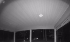 Black Bear Plays With Solar Yard Light