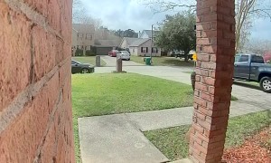 Screaming At Snake Near Doorbell
