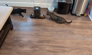 Cats Cautious of New Automatic Feeder