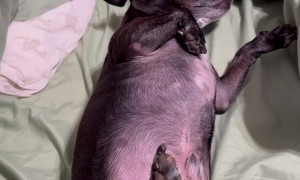 Harvey Simply Wants to Exist in Bed