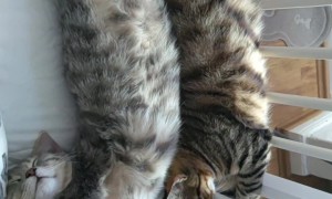 Two Cats Stretch Out Belly-Up