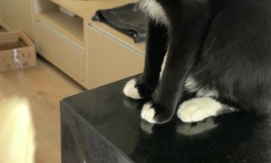 Cat Gags At Banana's Smell