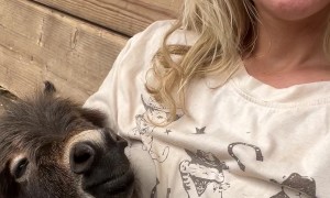 Donkey Babysitter of the Year