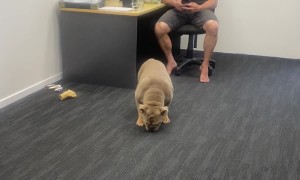 Office Dog Launches Ball