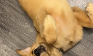 Golden Retriever Slowly And Dramatically Plays Bang