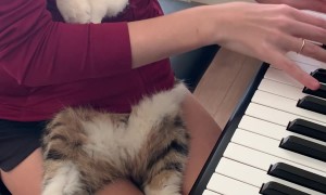 Cat Relaxes In Coat While Owner Plays Piano