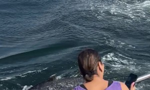 Baby Whale Breaches in Front of Boat