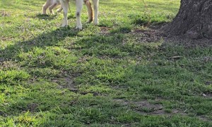 Goat Kid Gets Clotheslined By Mother's Lead