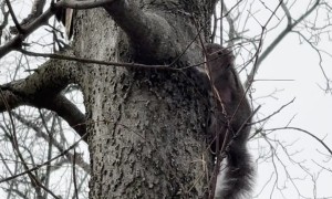 Squirrel Teases Red-tailed Hawk