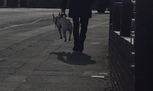 When the Dog Refuses to Walk