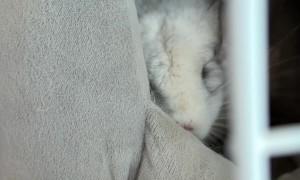 Everyone Gets Proportionally-Sized Bread