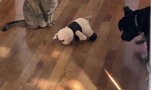 He Just Wants His Pig