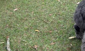 Lola the Cow Acts Like Another One of the Dogs