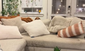 Dachshund Dad Hides from Puppies