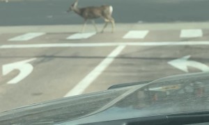 Deer Know How to Safely Use Crosswalk
