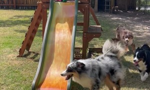 Australian Shepherd Attempts Slide Climb