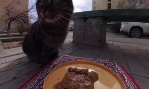 Feeding Stray Animals Using a "Magic Carpet"