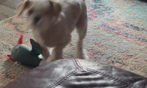 Dog's Depth Perception Fails Couch Jump