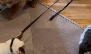 Puppy Tries To Pull Friend Back For Play