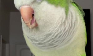 Parrot Sings the Baby Shark Song