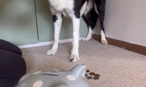 Can a Fully Blindfolded Dog Put Coins Into a Piggy Bank?