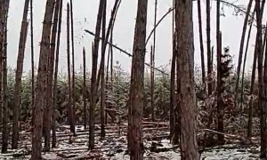 Tree Trunks Begin Snapping after Ice Storm