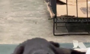 Cat Slithers Coming Out Of Anesthesia