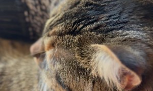 Cat Puts Pause On Computer Work