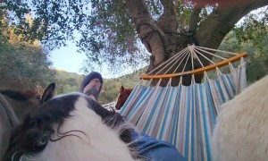 Donkeys Determined to Sit in Hammock